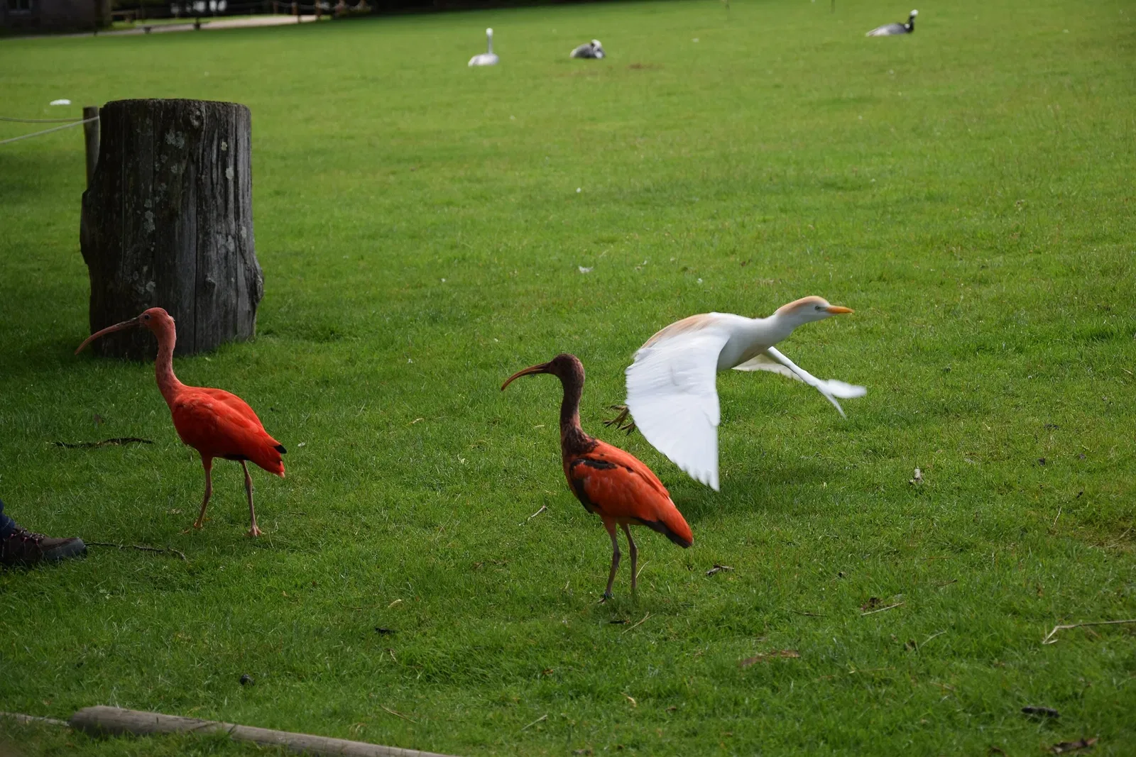 Parc animalier et botanique de Branféré