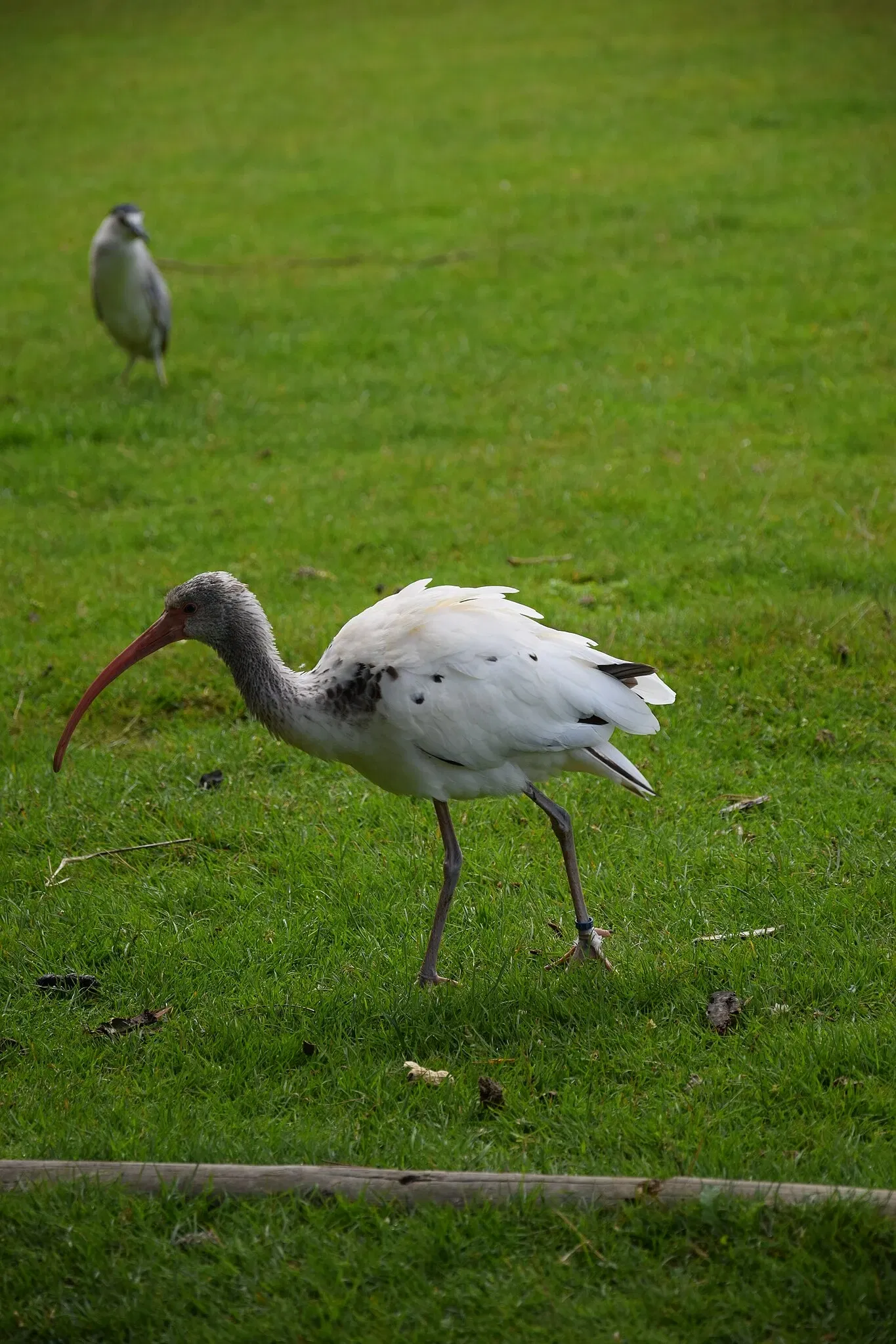 Parc animalier et botanique de Branféré
