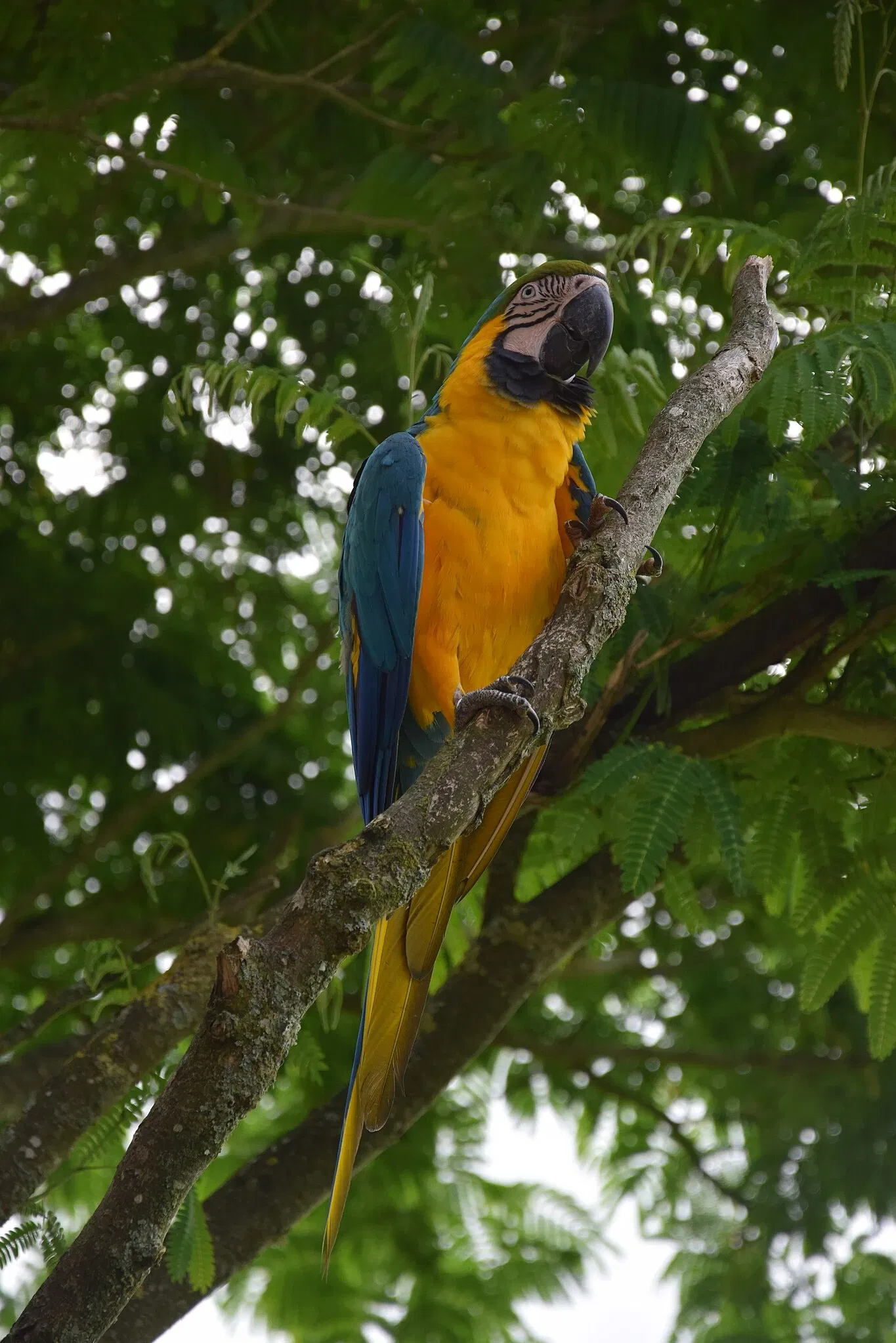 Parc animalier et botanique de Branféré