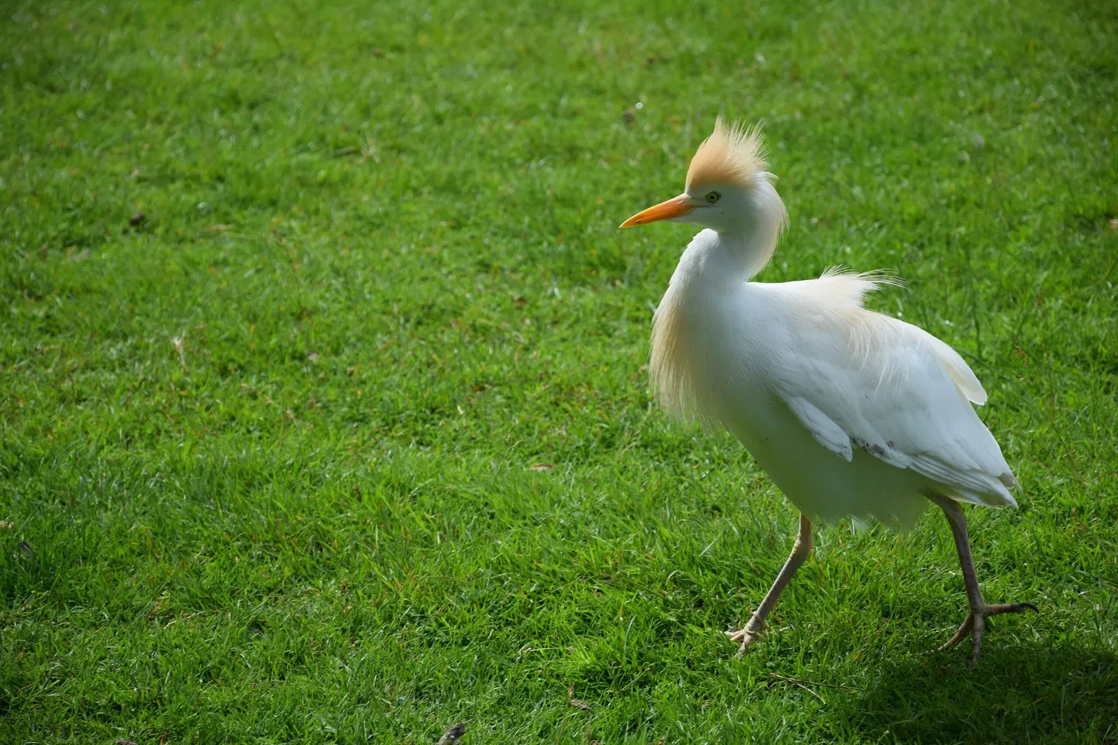 Parc animalier et botanique de Branféré
