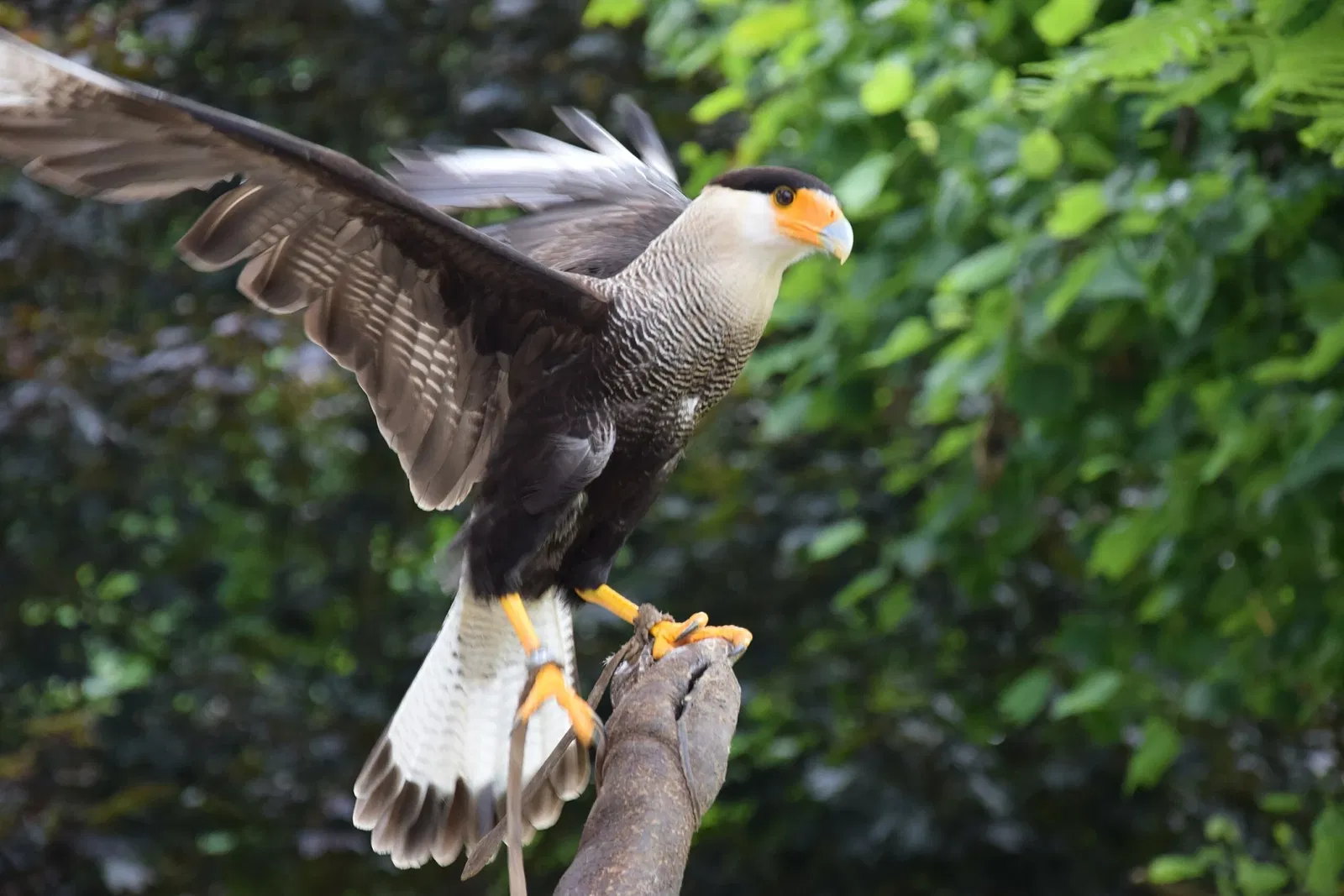 Parc animalier et botanique de Branféré