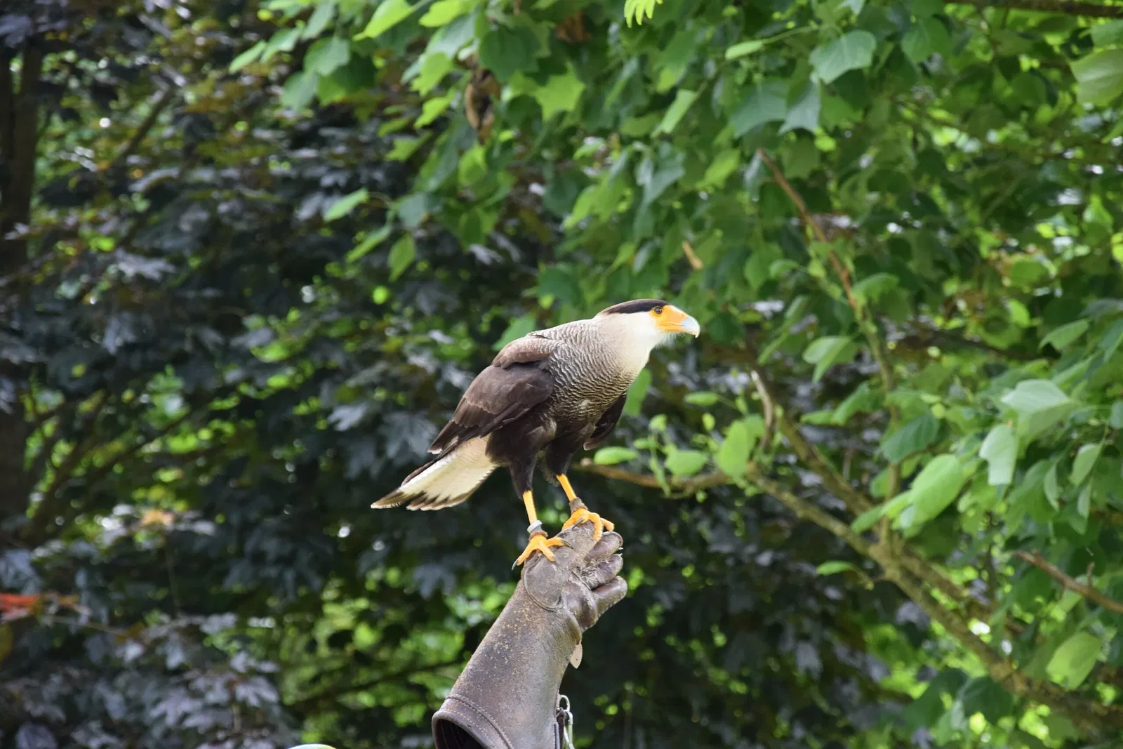 Parc animalier et botanique de Branféré