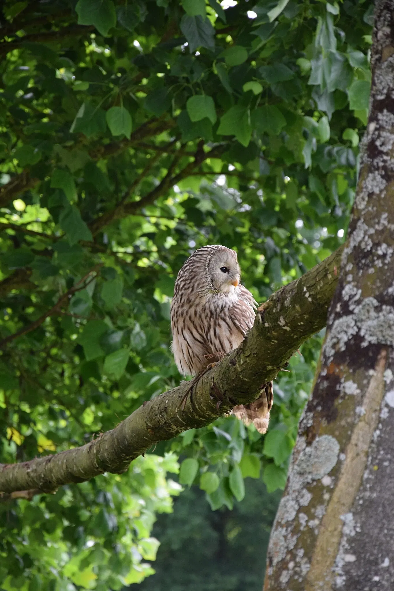 Parc animalier et botanique de Branféré