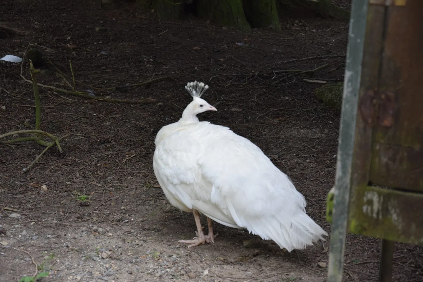 Parc animalier et botanique de Branféré