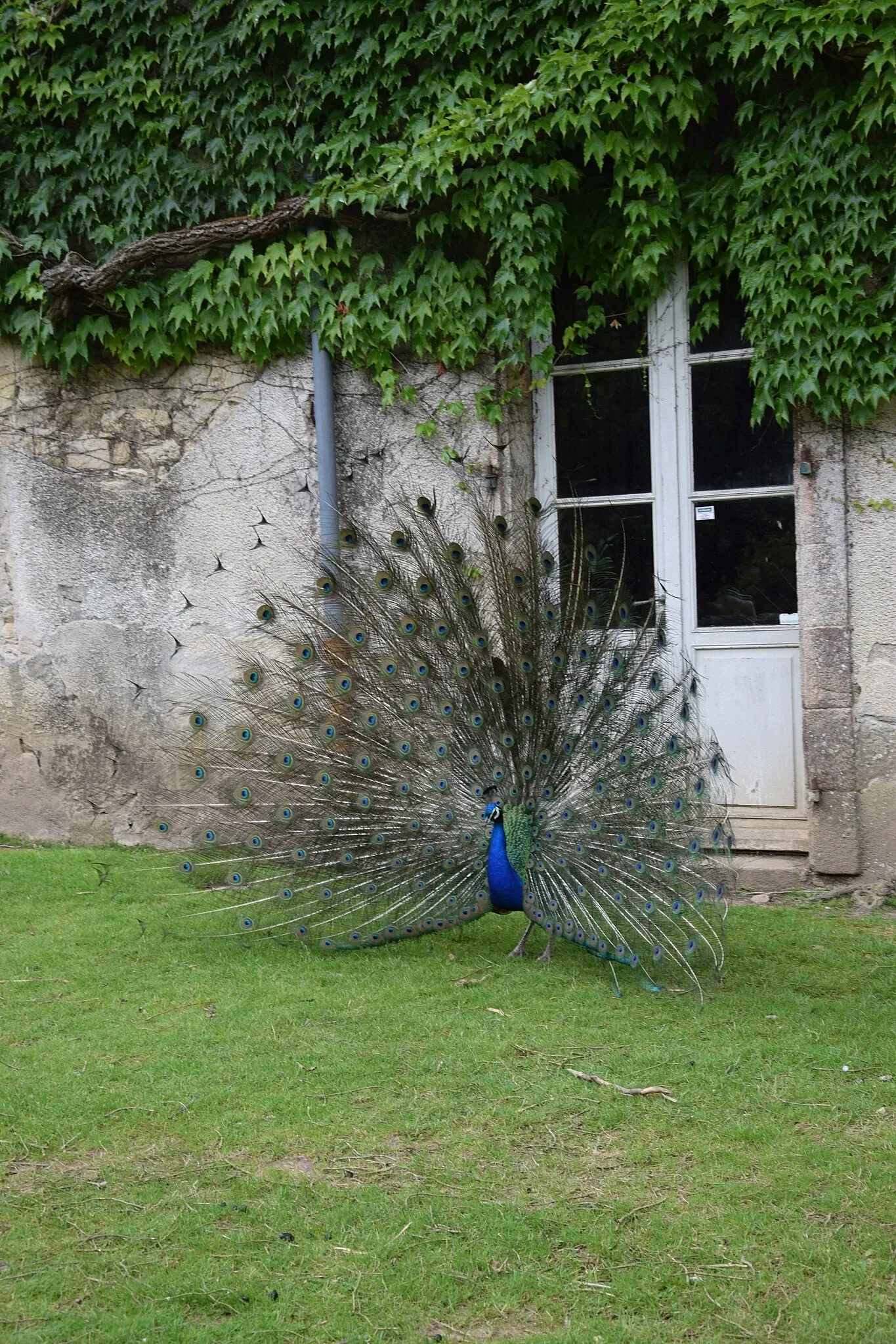 Parc animalier et botanique de Branféré
