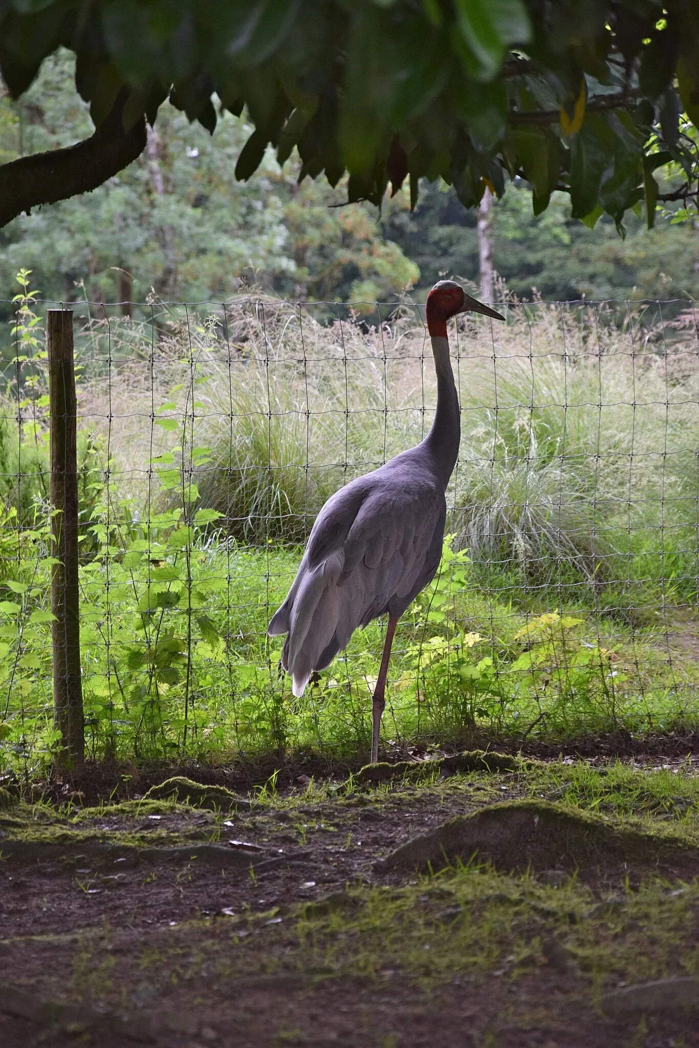 Zoo and Botanical Garden of Branféré