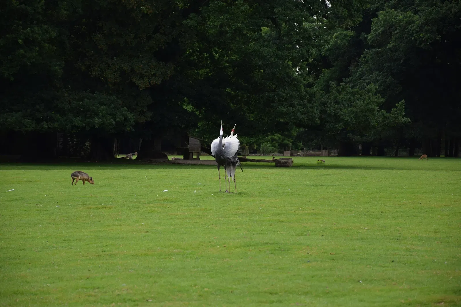 Parc animalier et botanique de Branféré
