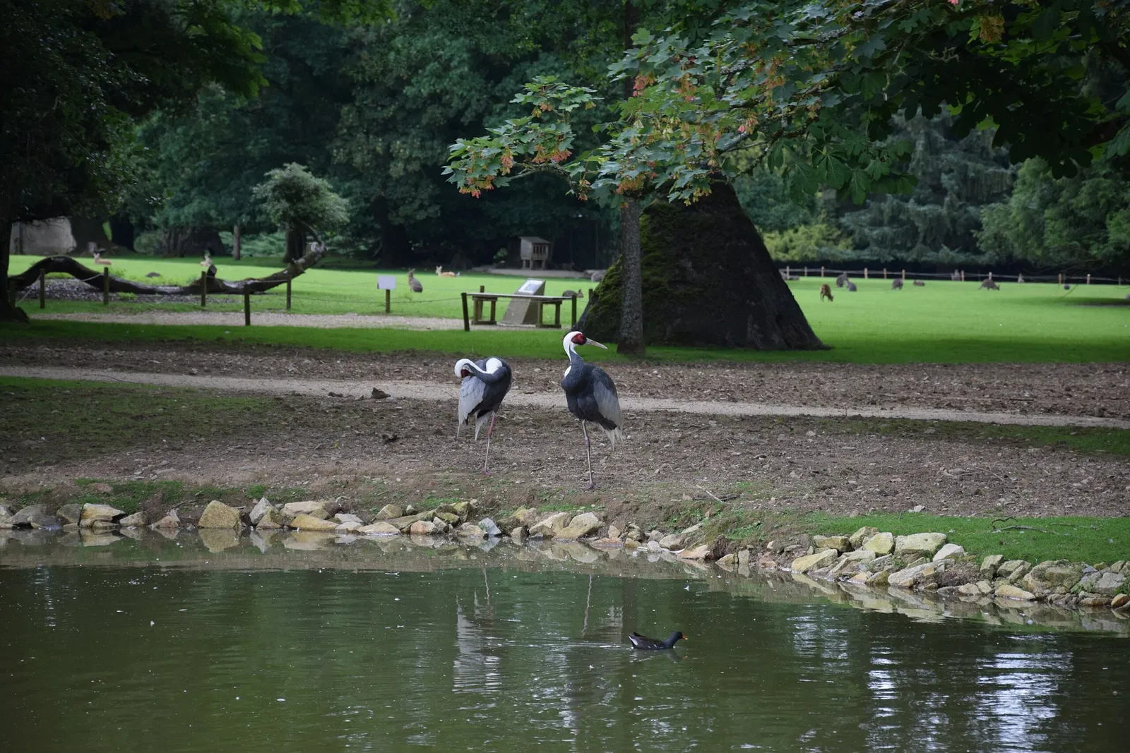 Parc animalier et botanique de Branféré