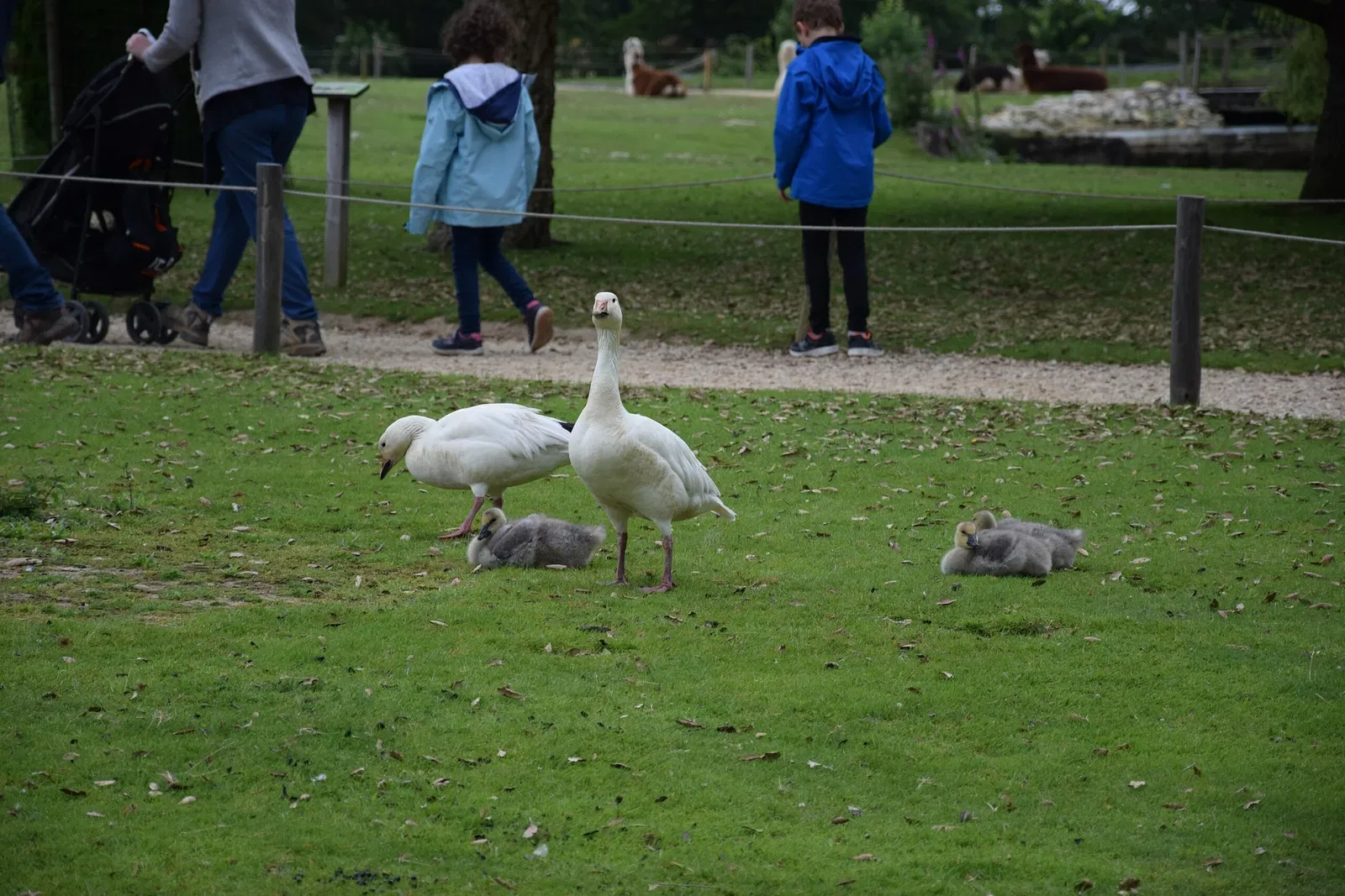 Zoo and Botanical Garden of Branféré