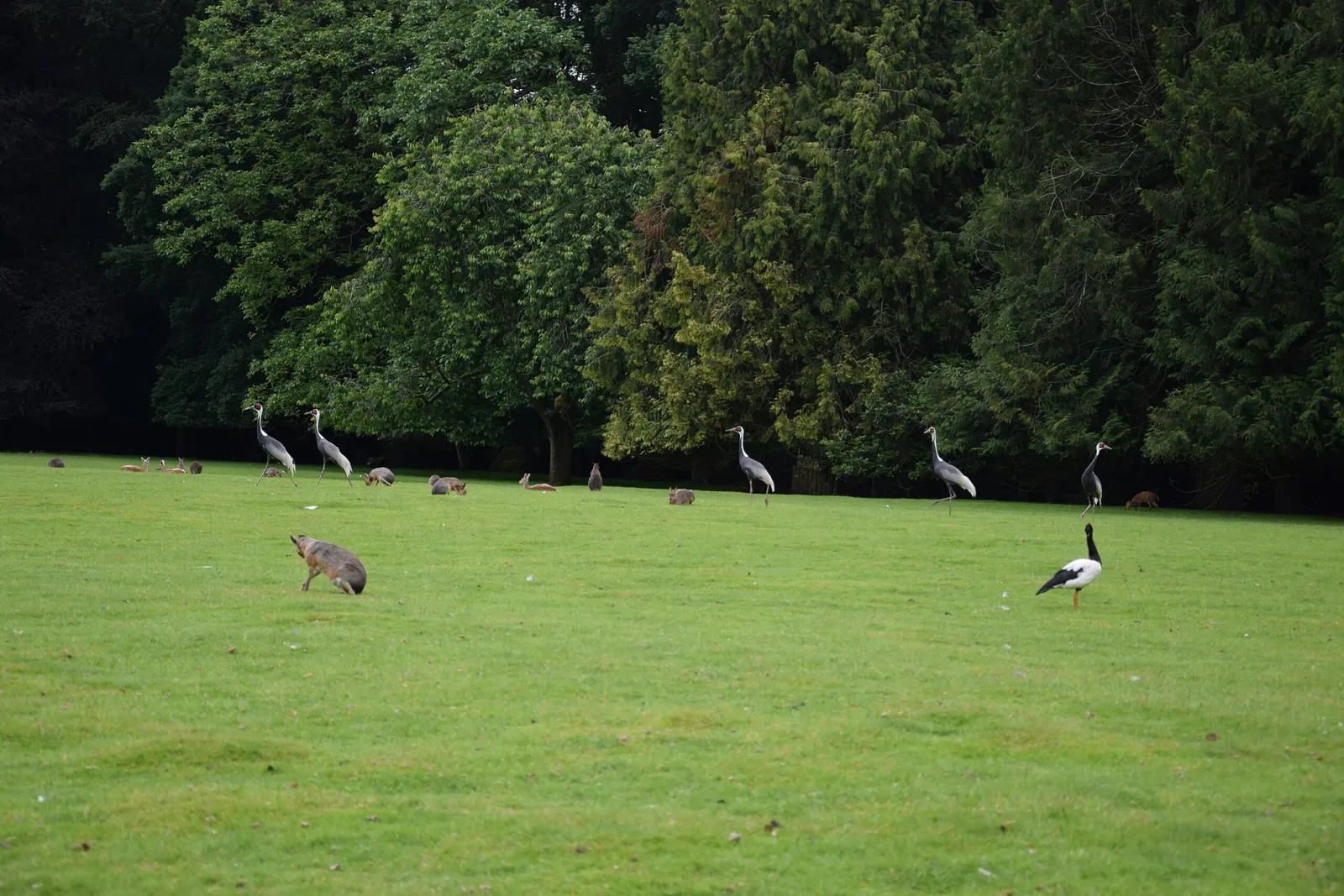 Parc animalier et botanique de Branféré