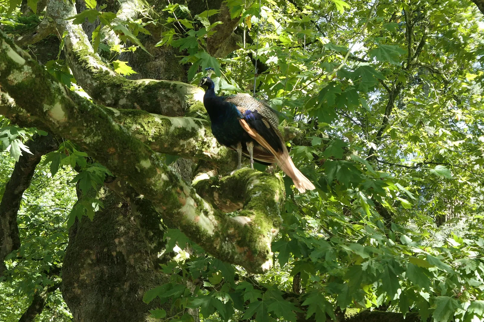 Zoo and Botanical Garden of Branféré