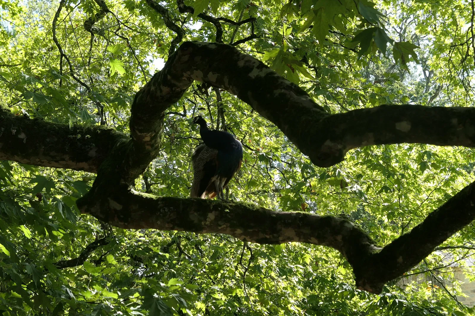 Zoo and Botanical Garden of Branféré
