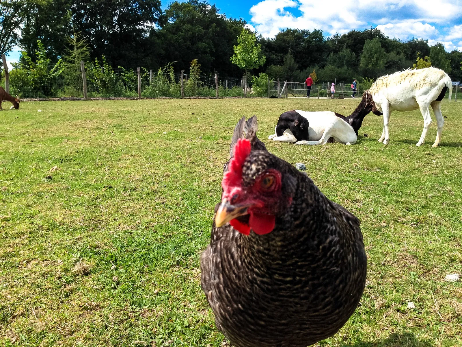 Parc animalier et botanique de Branféré