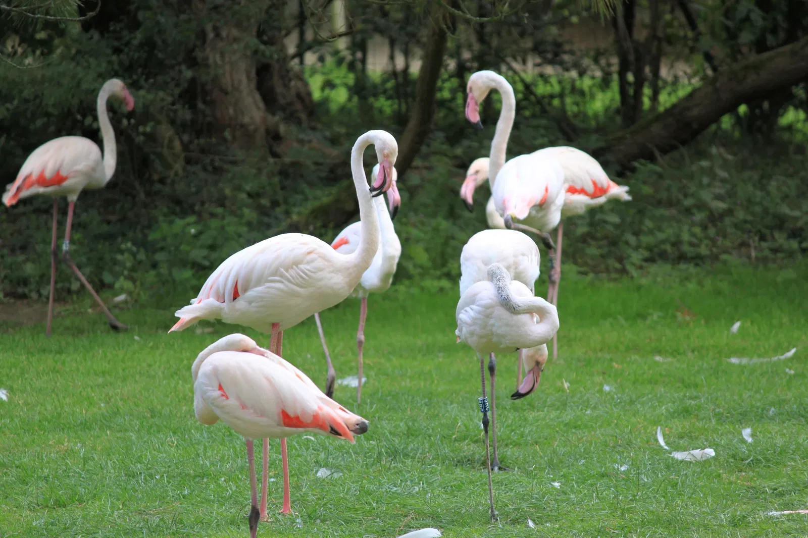 Parc animalier et botanique de Branféré