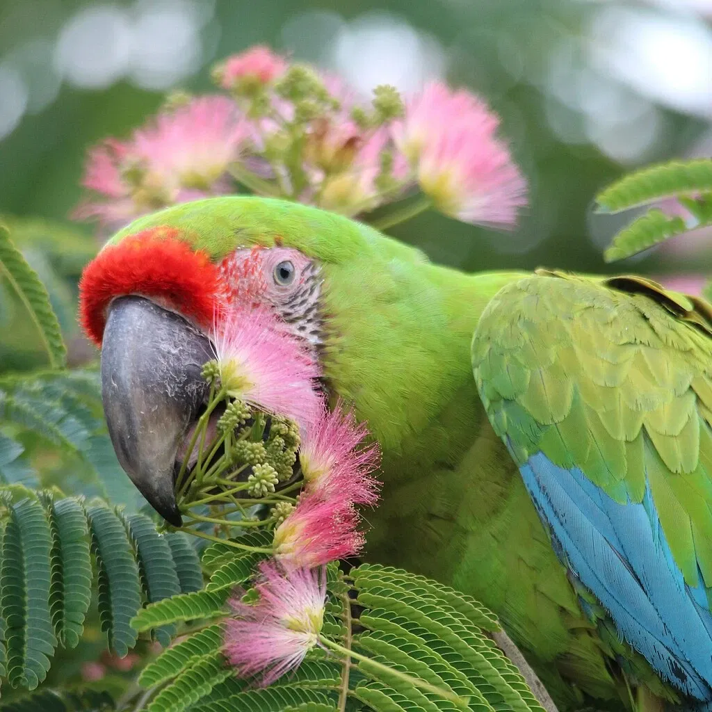 Parc animalier et botanique de Branféré