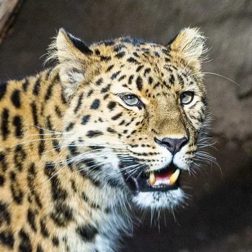 Zoológico de Santa Bárbara