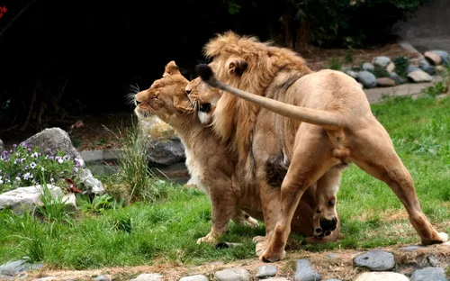 Zoo di San Francisco