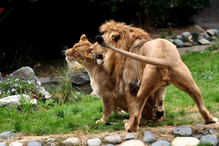 Zoológico de San Francisco