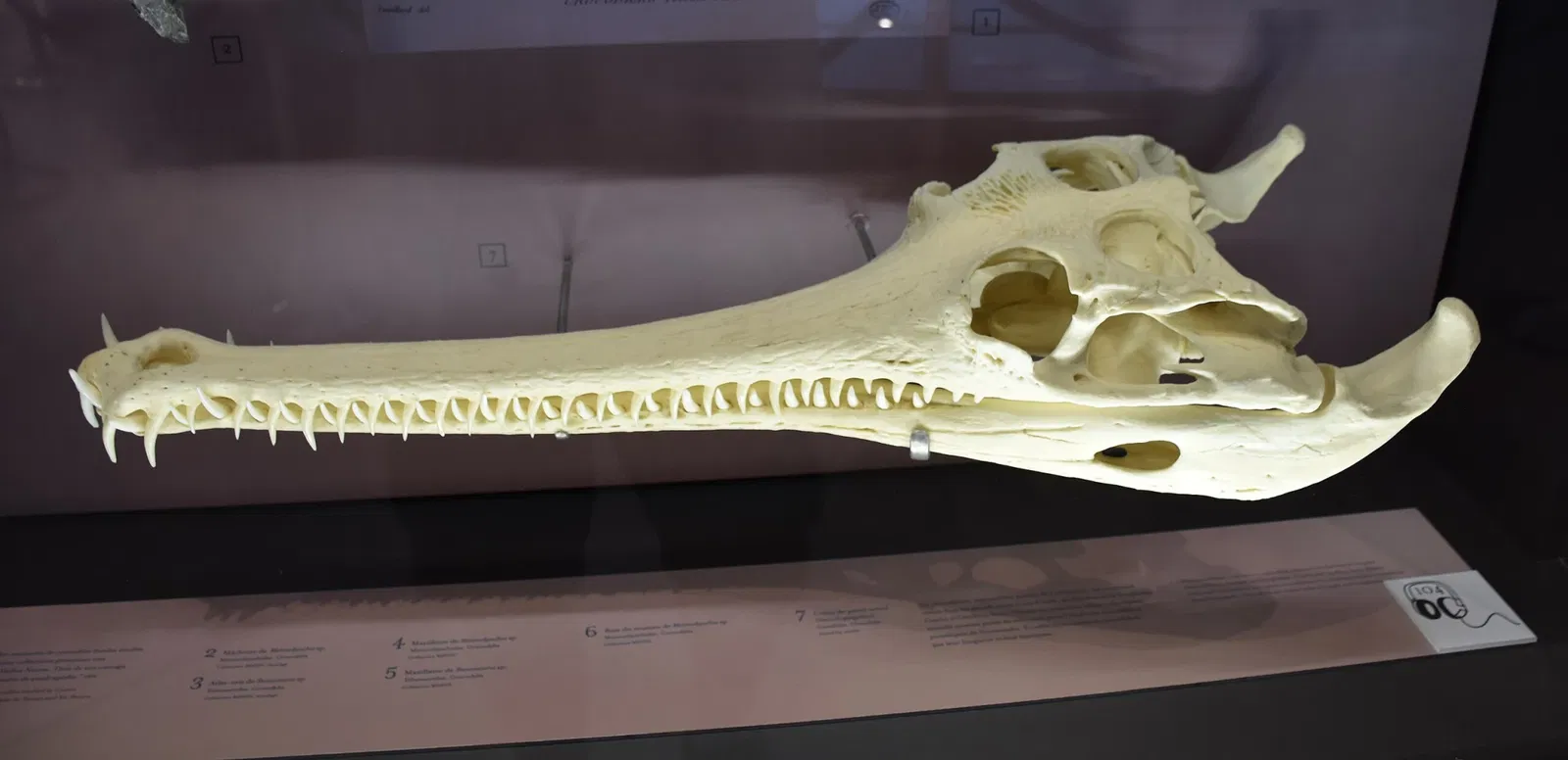 Paléospace l'Odyssée