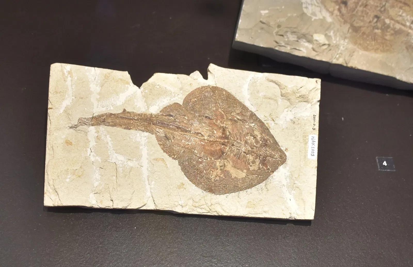 Paléospace l'Odyssée