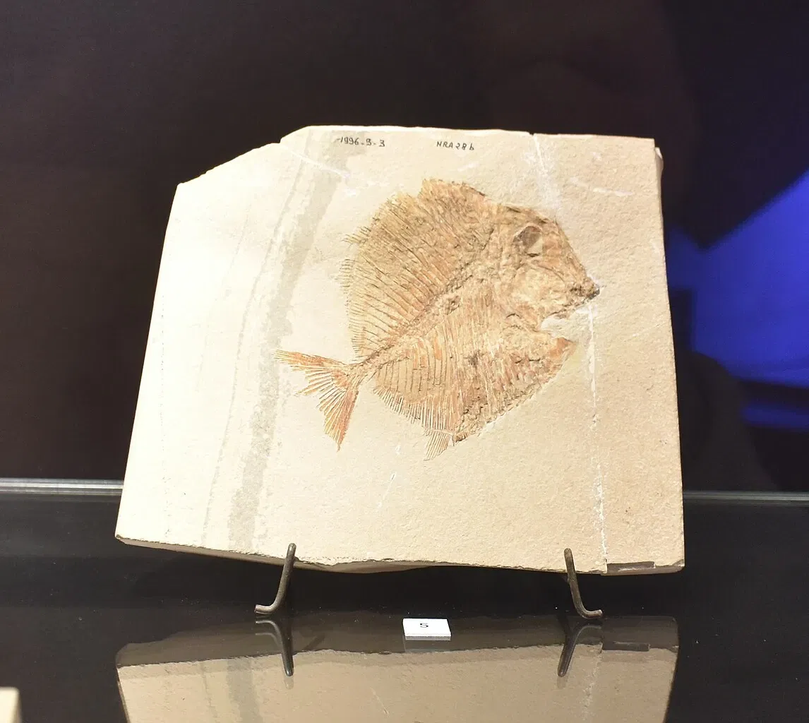 Paléospace l'Odyssée