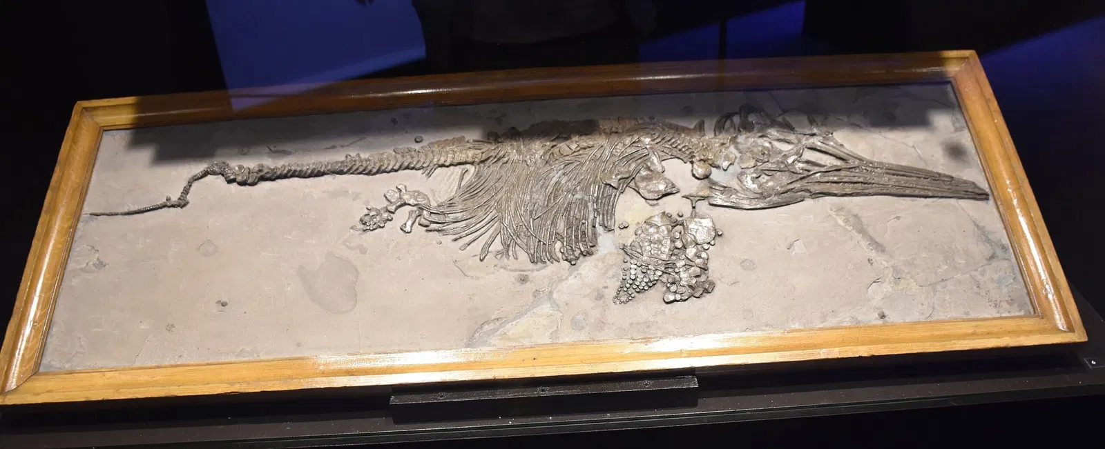 Paléospace l'Odyssée