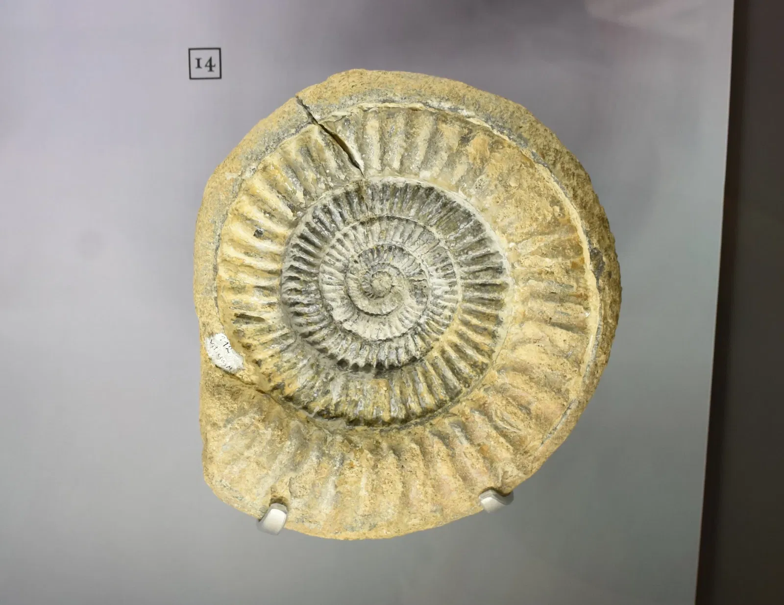 Paléospace l'Odyssée