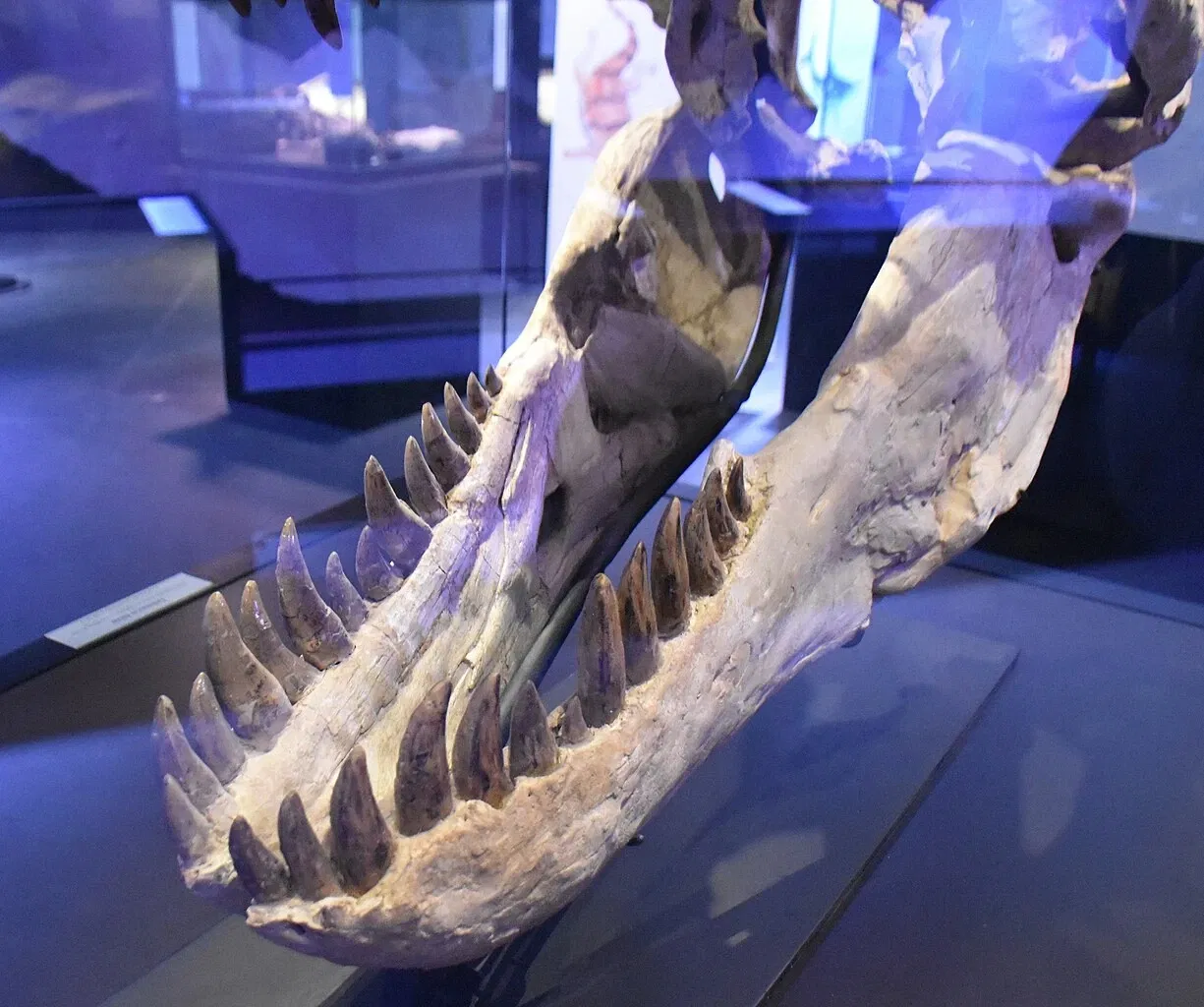 Paléospace l'Odyssée