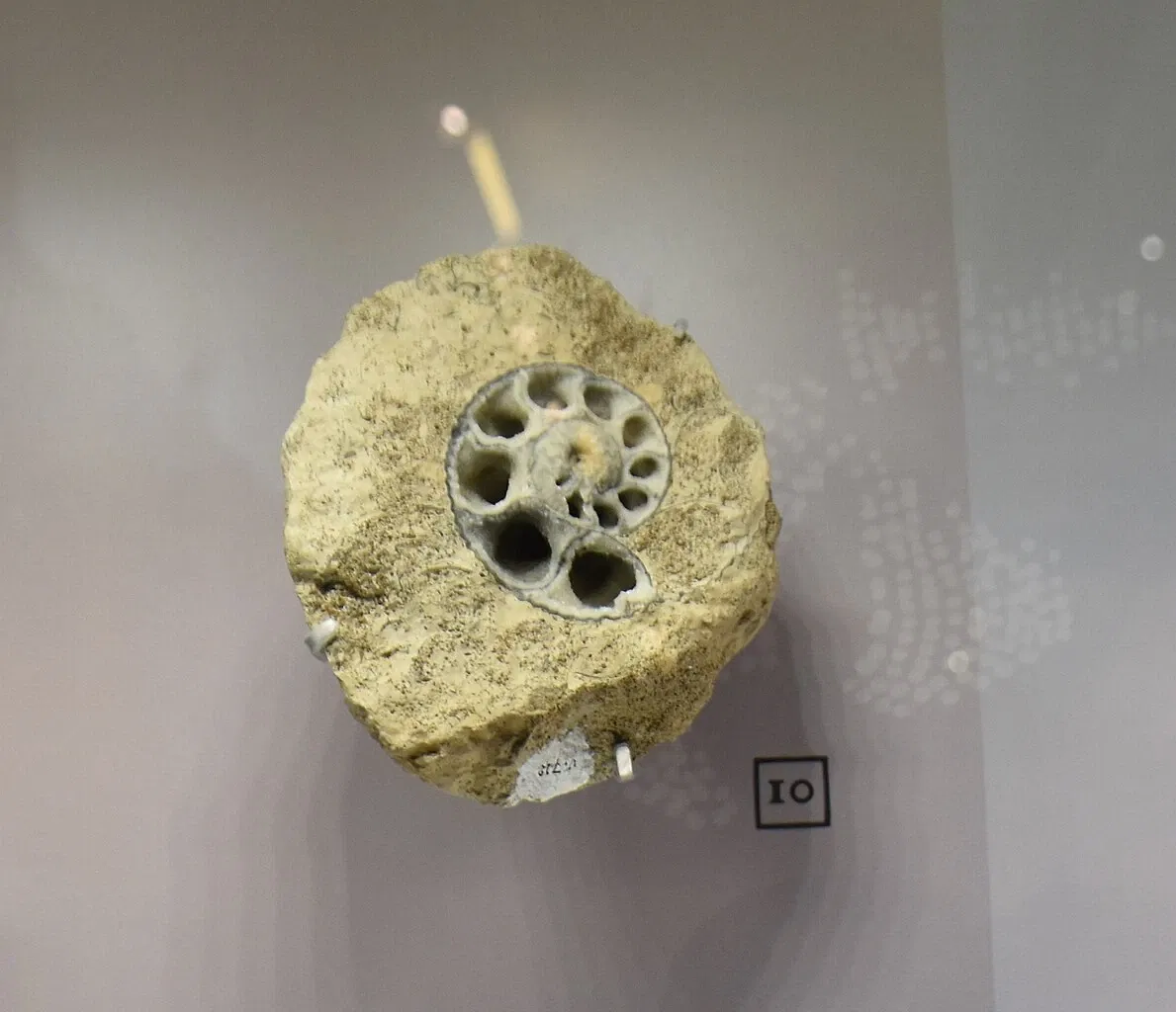 Paléospace l'Odyssée