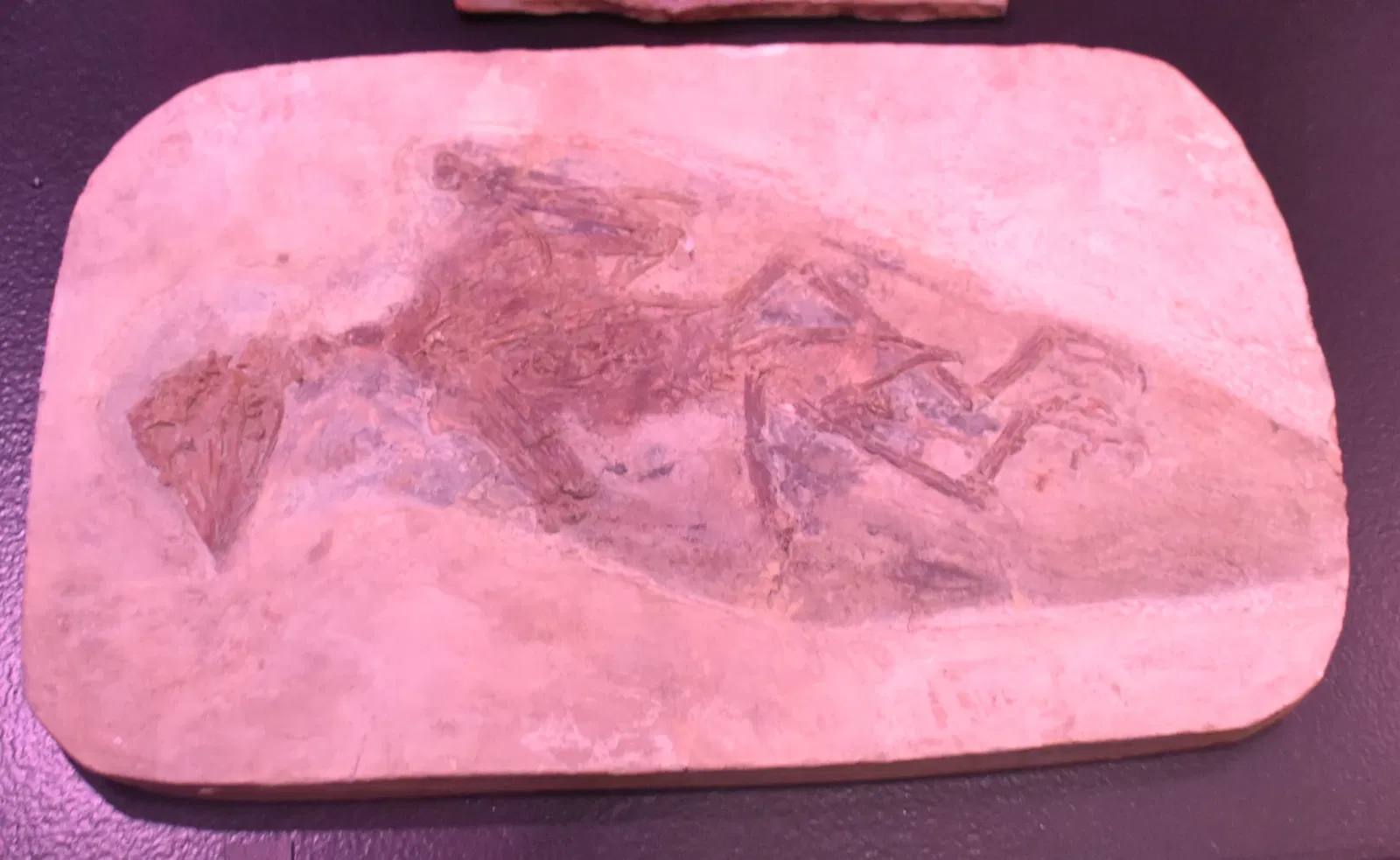 Paléospace l'Odyssée