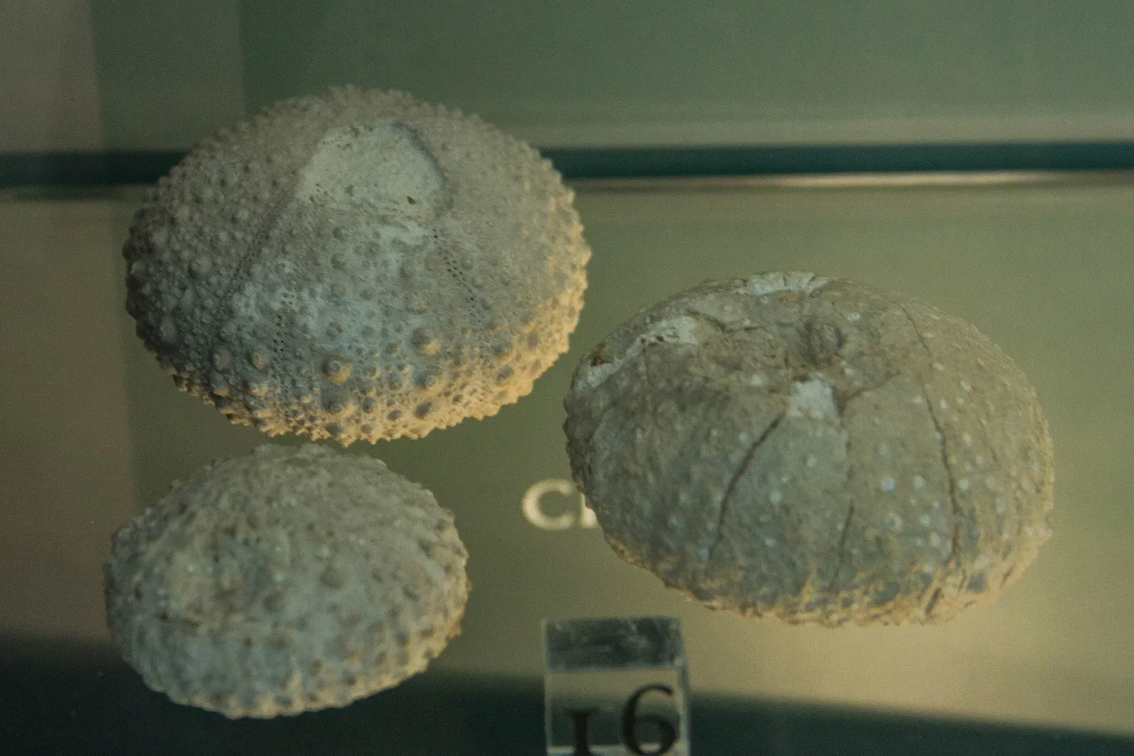 Paléospace l'Odyssée