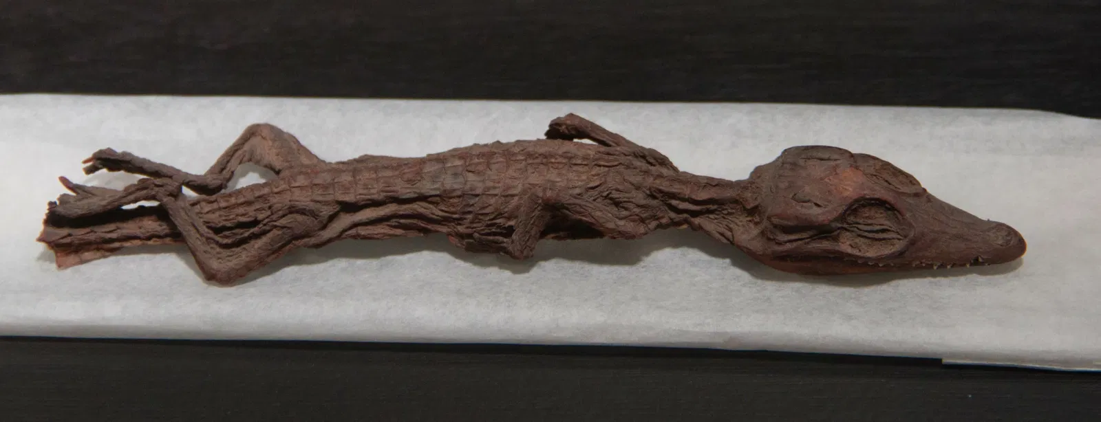 Paléospace l'Odyssée