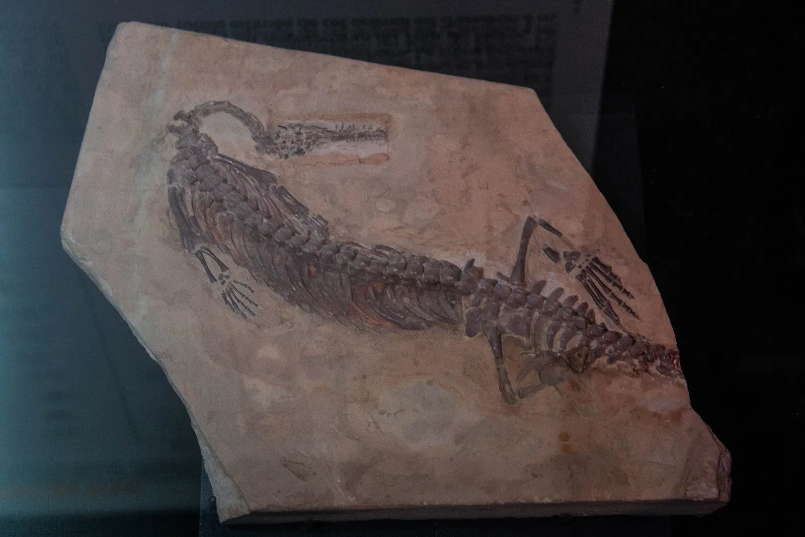 Paléospace l'Odyssée