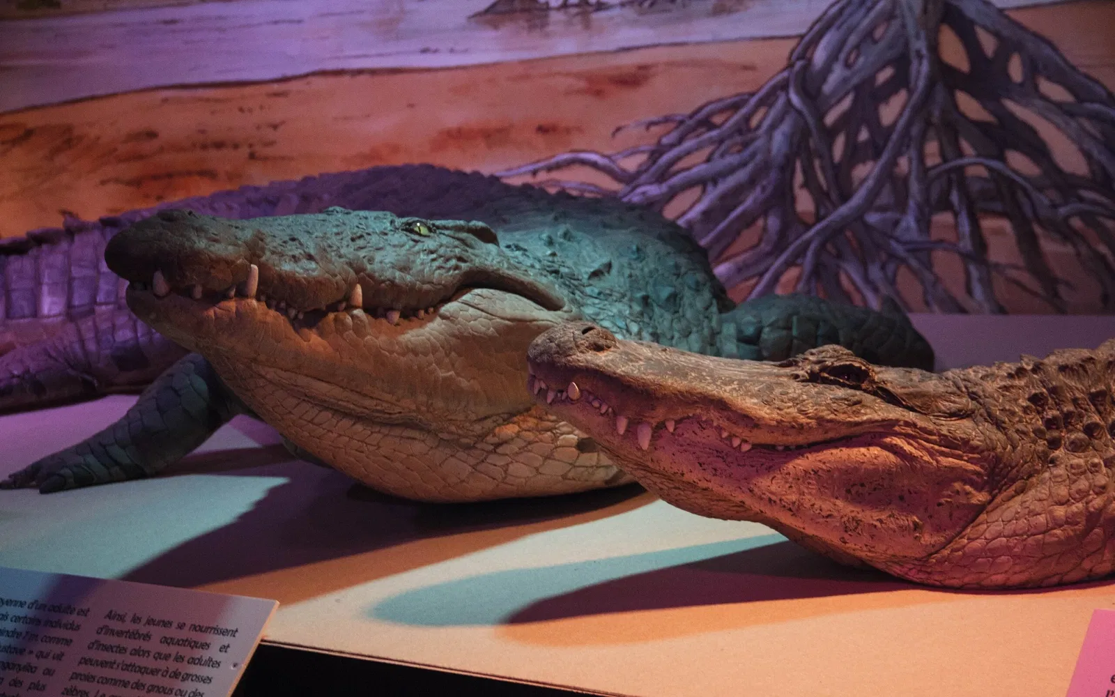 Paléospace l'Odyssée