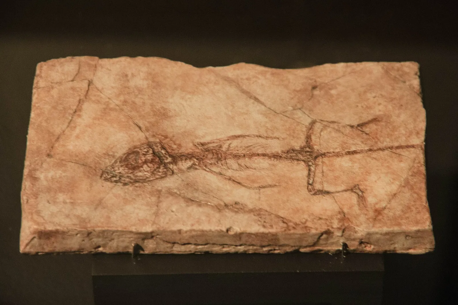 Paléospace l'Odyssée