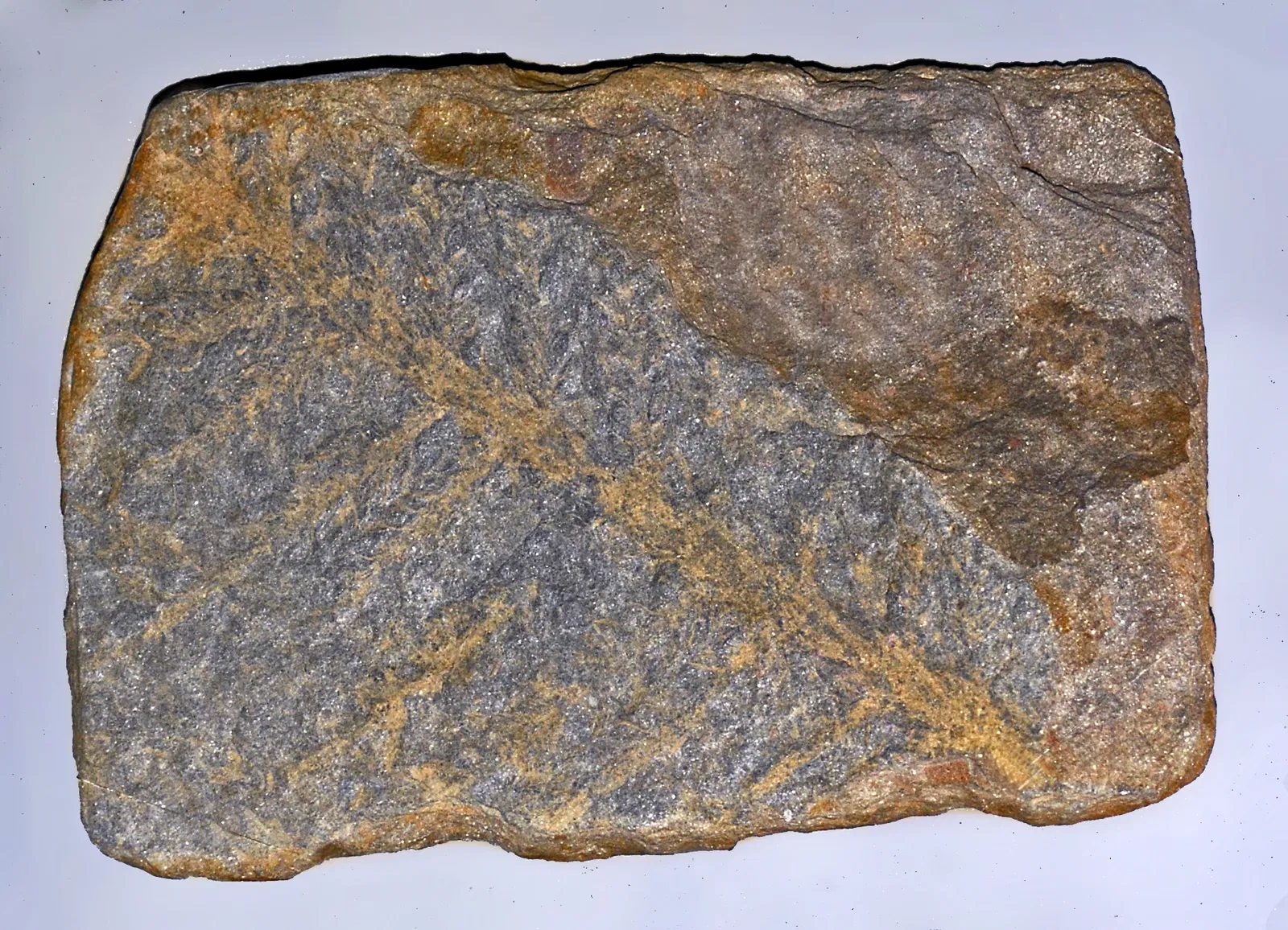 Museo di Storia Naturale dell’Università di Pisa