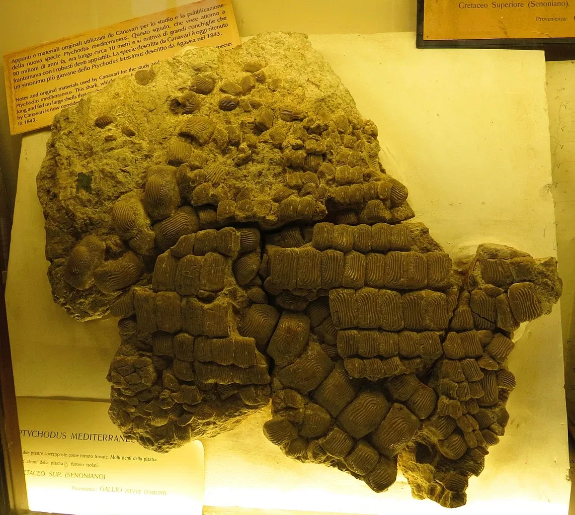 Museo di Storia Naturale dell’Università di Pisa