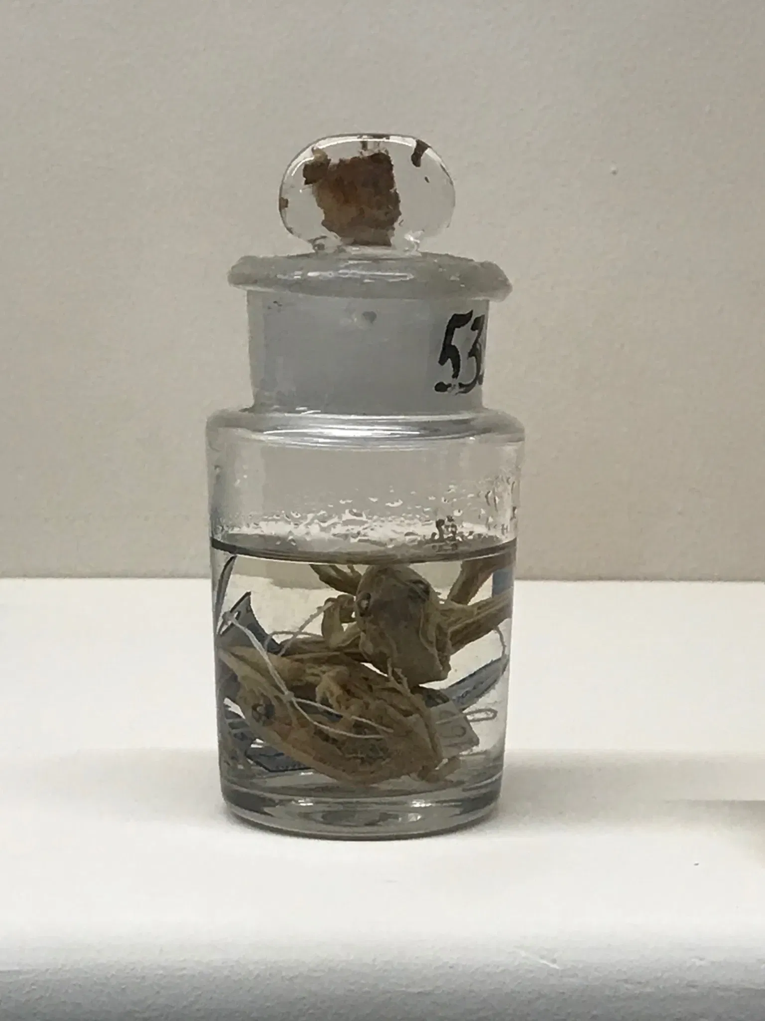 Museo di Storia Naturale dell’Università di Pisa