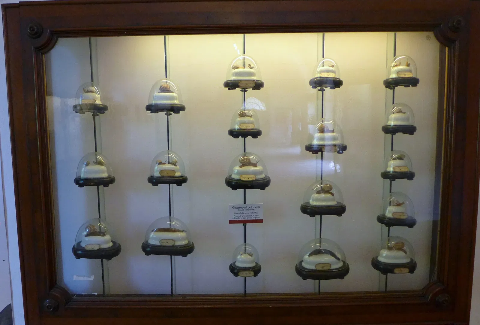 Natural History Museum of the University of Pisa