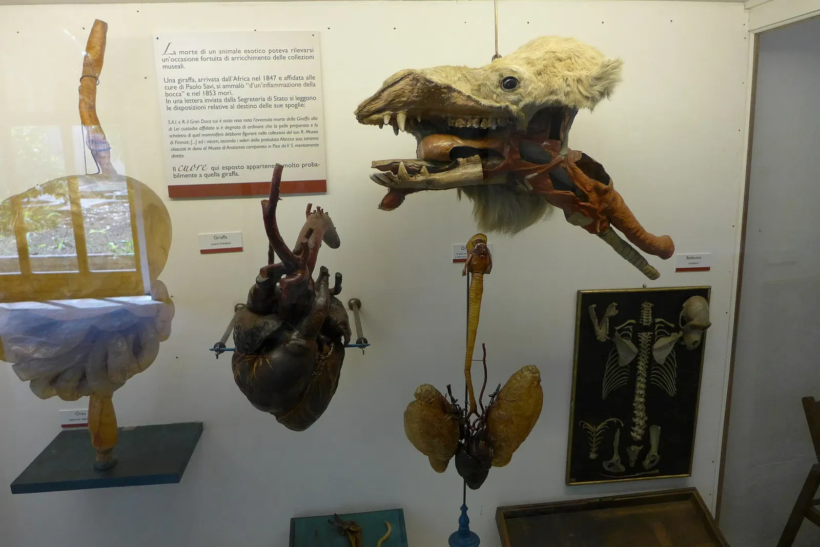 Natural History Museum of the University of Pisa