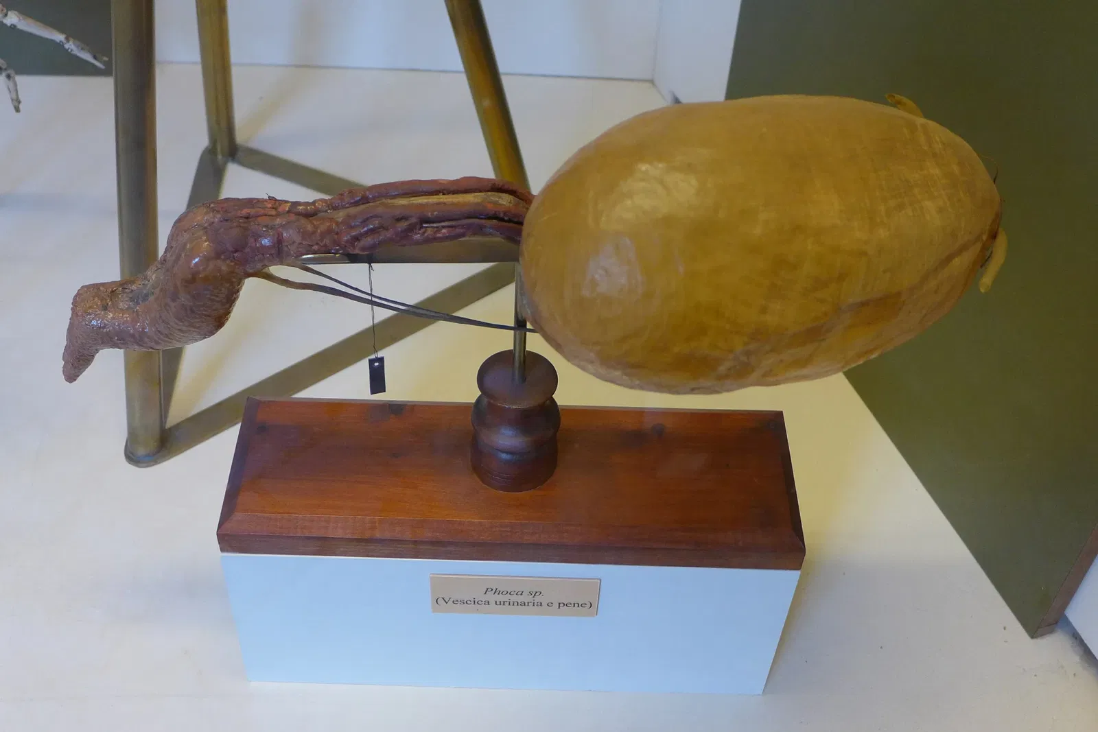 Natural History Museum of the University of Pisa