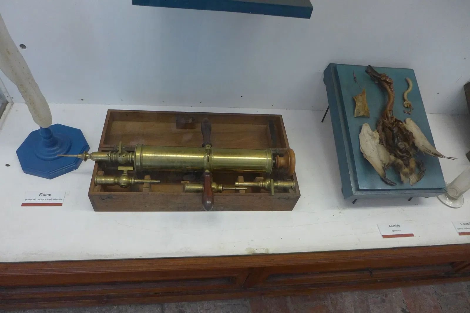 Museo di Storia Naturale dell’Università di Pisa