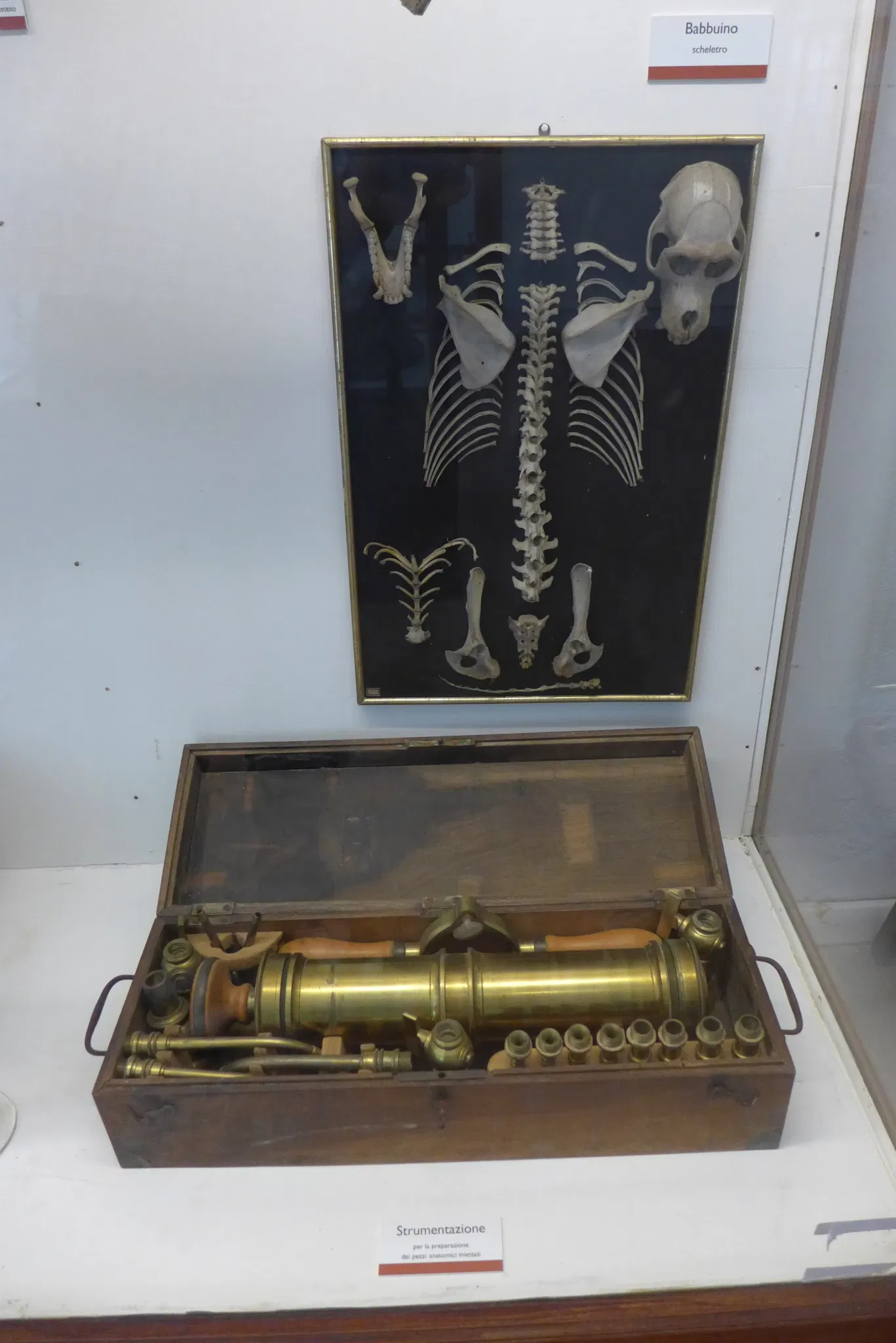 Natural History Museum of the University of Pisa