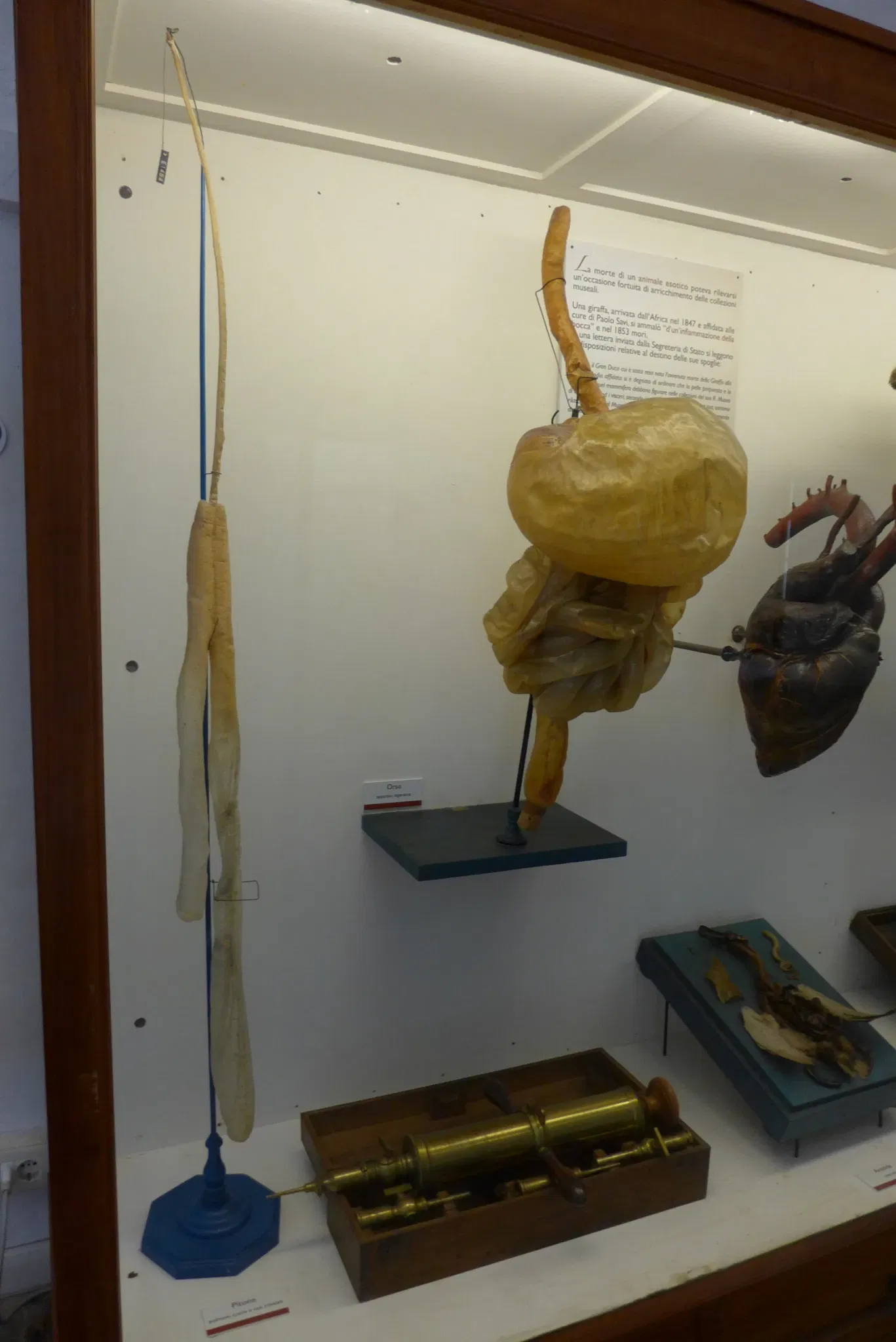 Natural History Museum of the University of Pisa