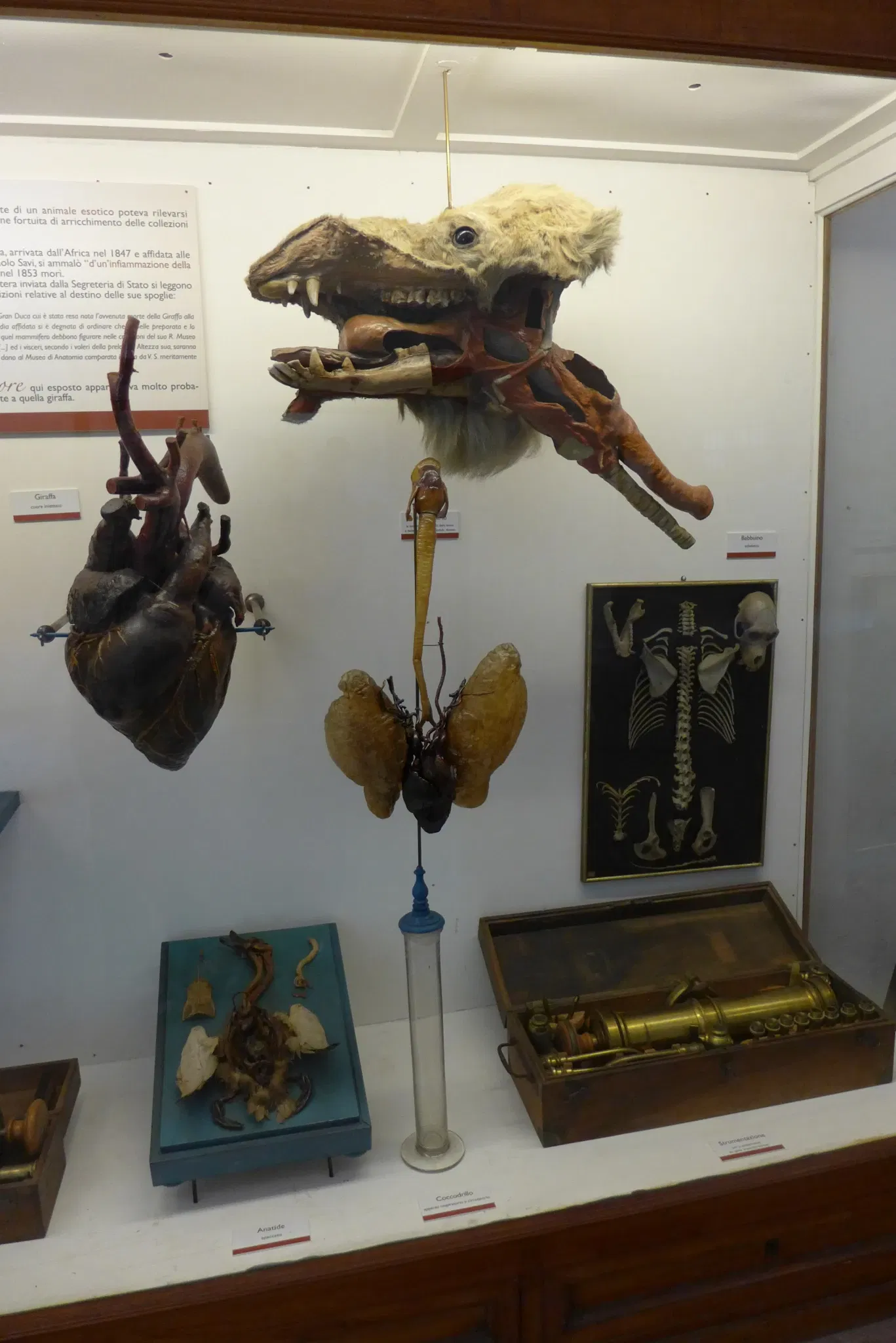 Natural History Museum of the University of Pisa