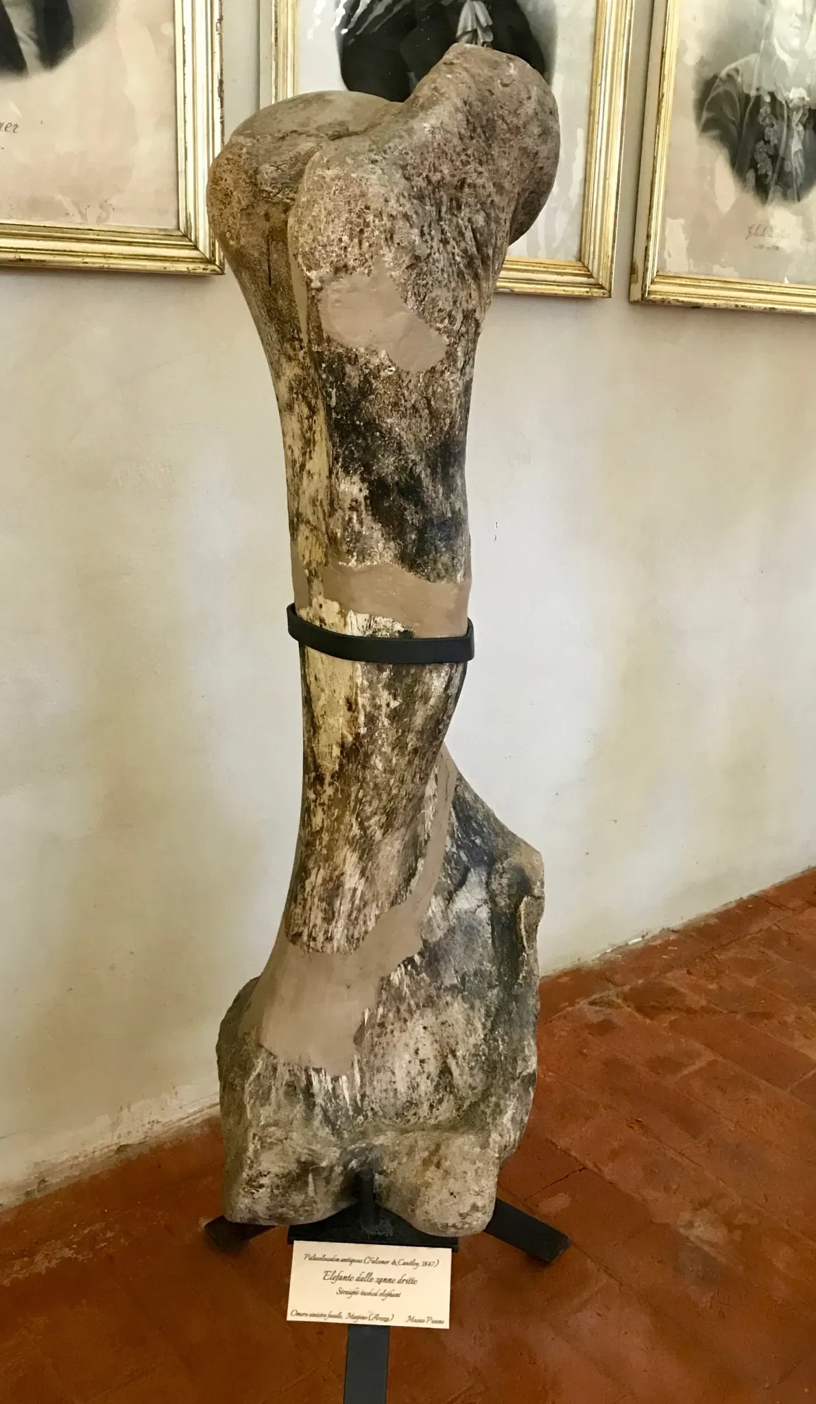 Museo di Storia Naturale dell’Università di Pisa