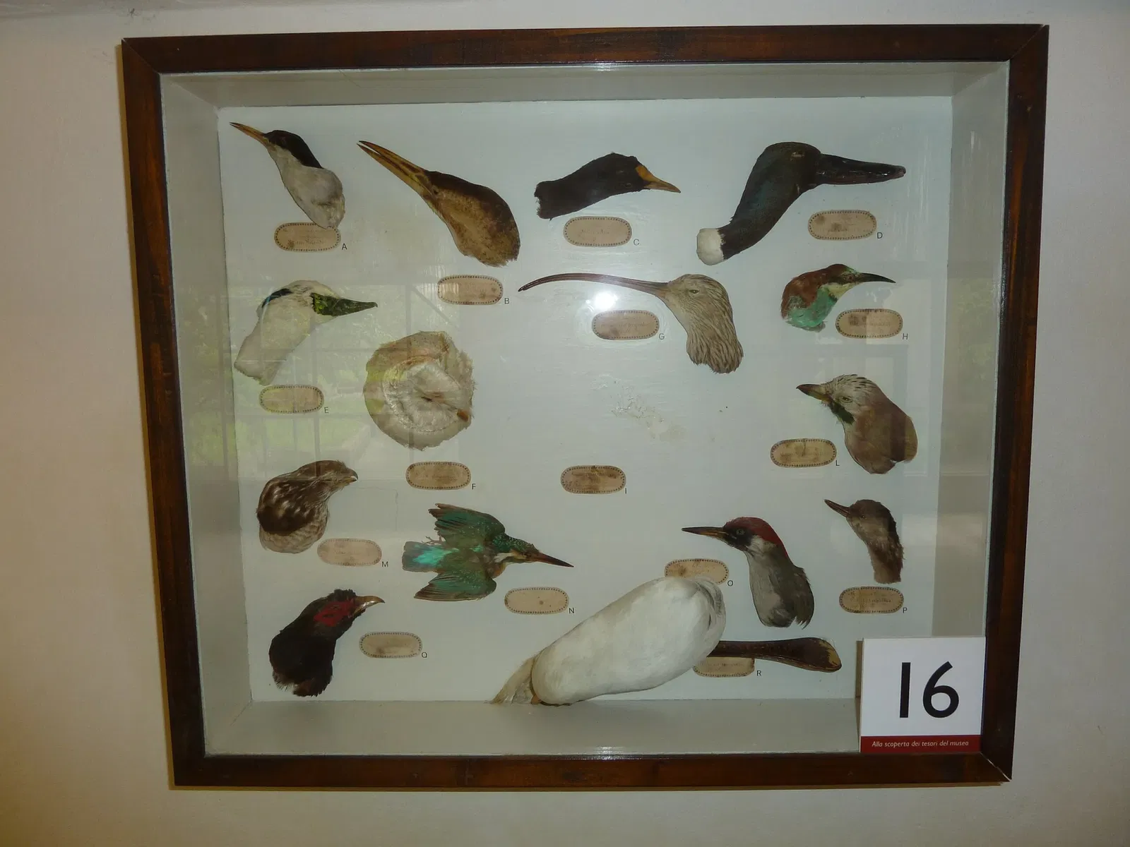 Natural History Museum of the University of Pisa