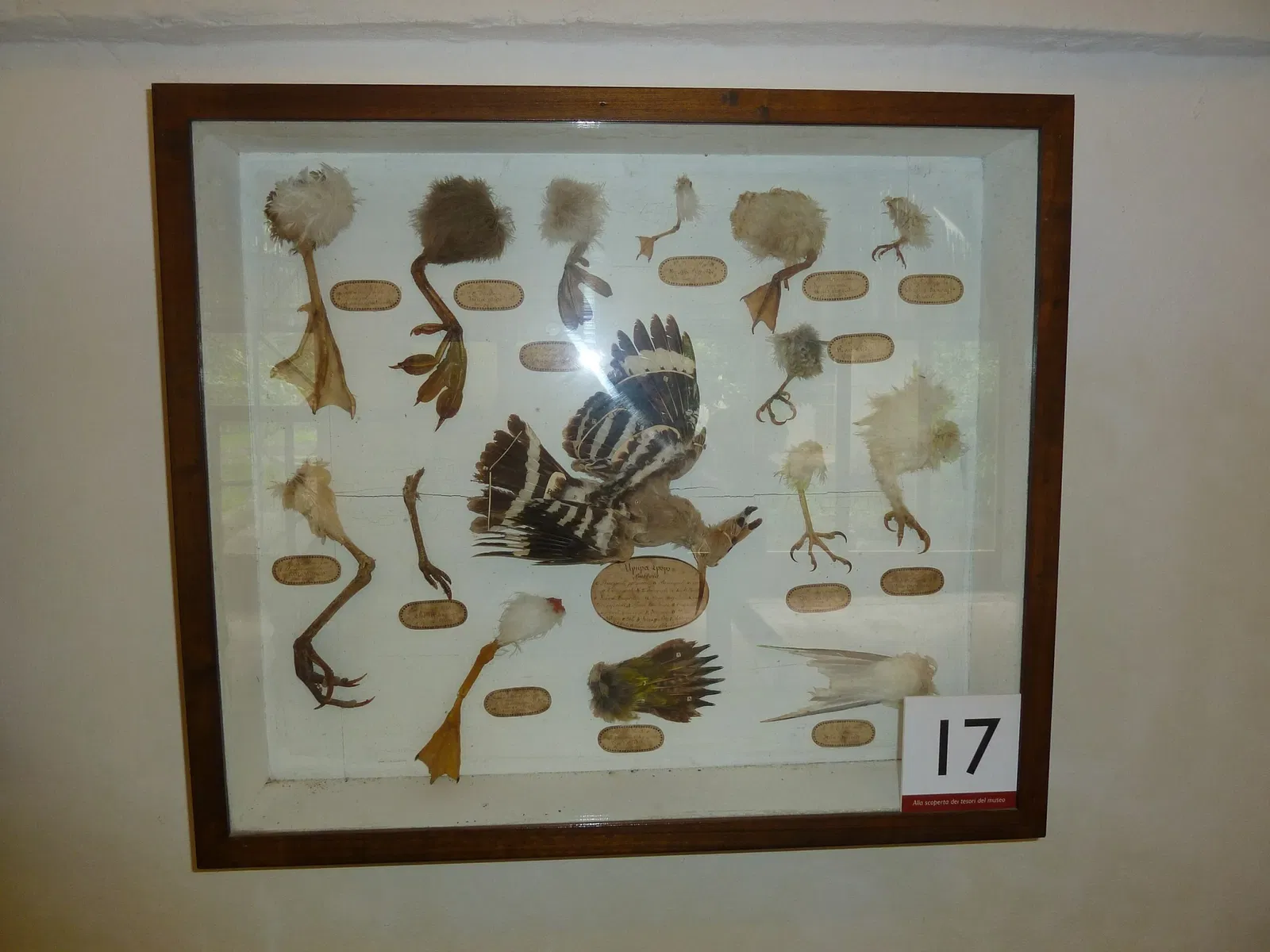 Museo di Storia Naturale dell’Università di Pisa