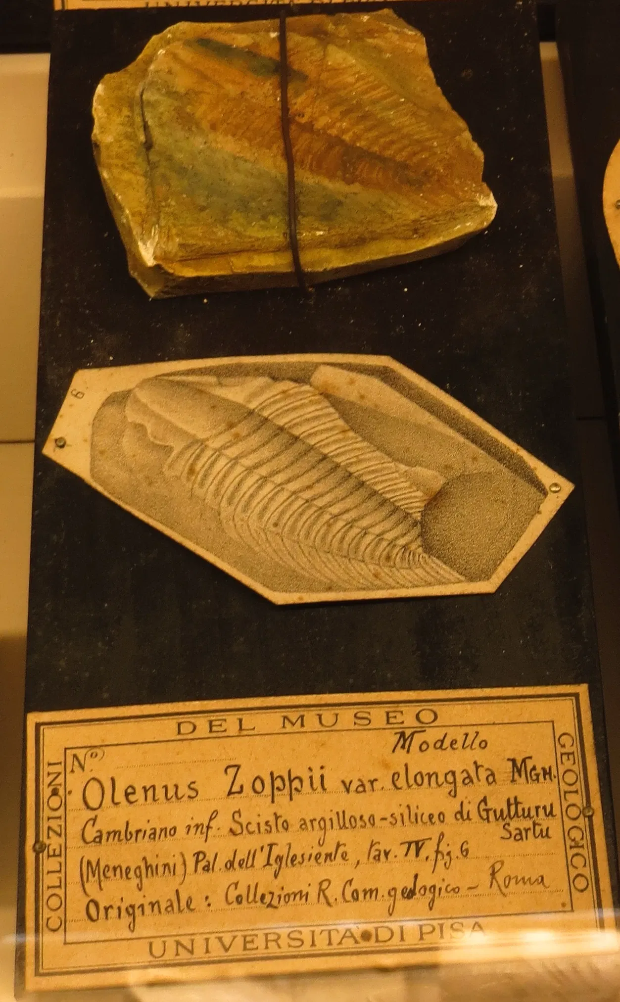 Museo di Storia Naturale dell’Università di Pisa