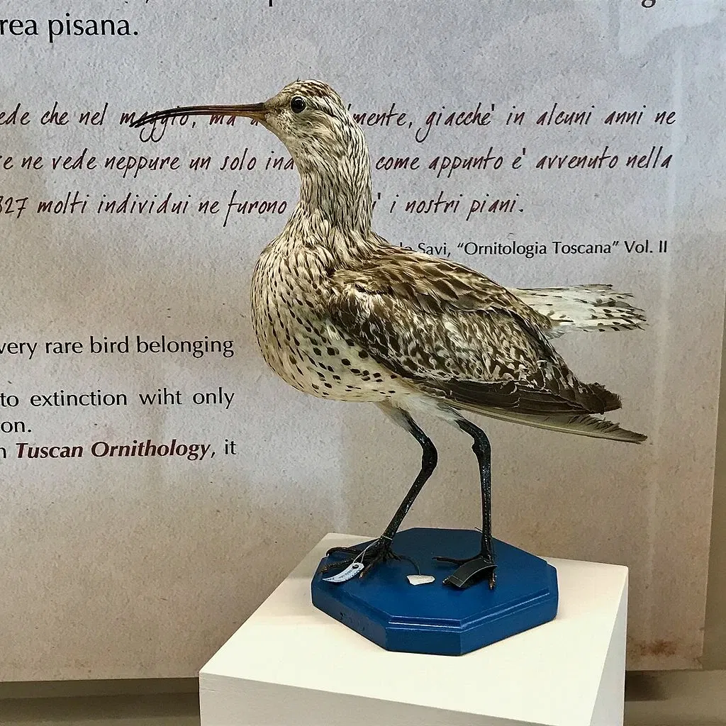 Museo di Storia Naturale dell’Università di Pisa